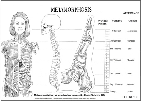 Metamorphosis Chart